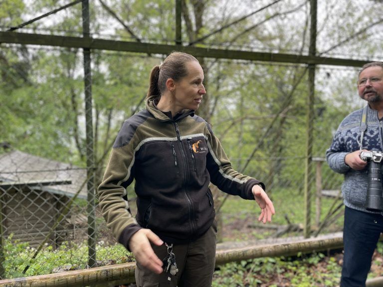 Luchsauswilderung Wildpark 2024