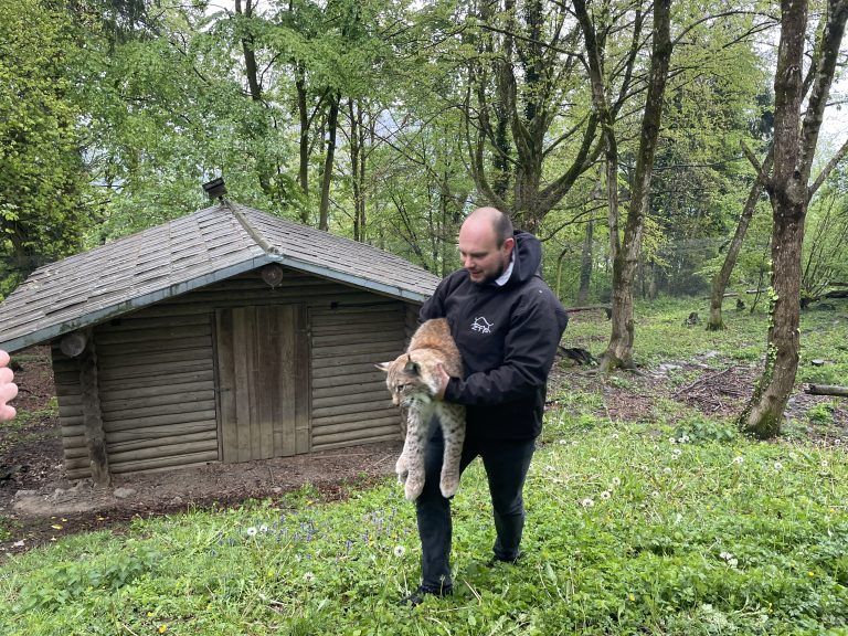 Luchsauswilderung Wildpark 2024