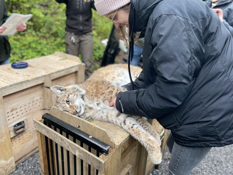 Luchsauswilderung Wildpark 2024
