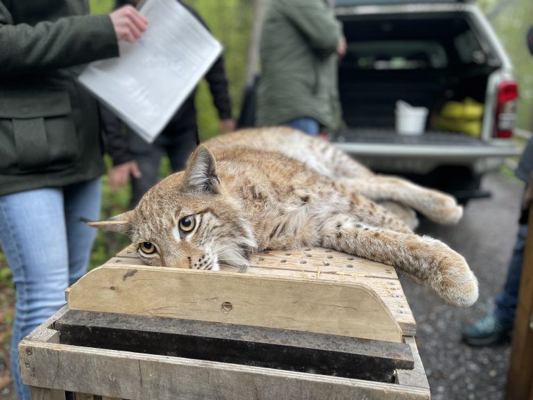 Luchsauswilderung Wildpark 2024