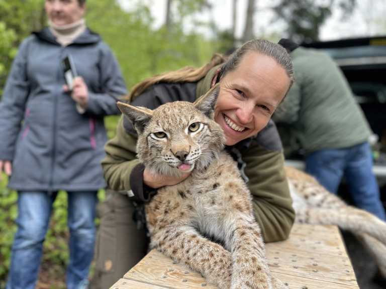 Luchsauswilderung Wildpark 2024