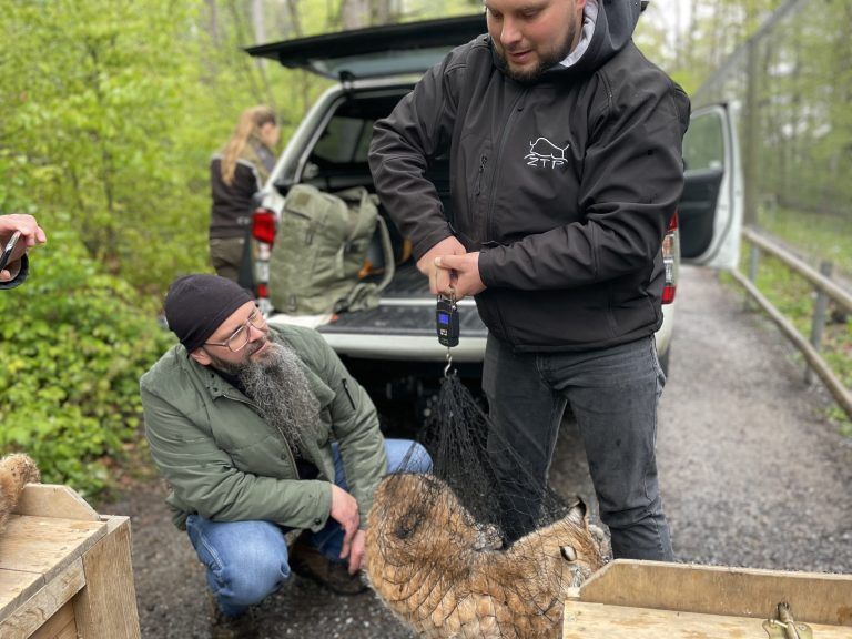 Luchsauswilderung Wildpark 2024