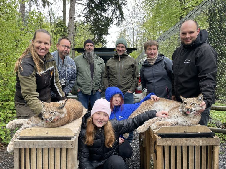 Luchsauswilderung Wildpark 2024