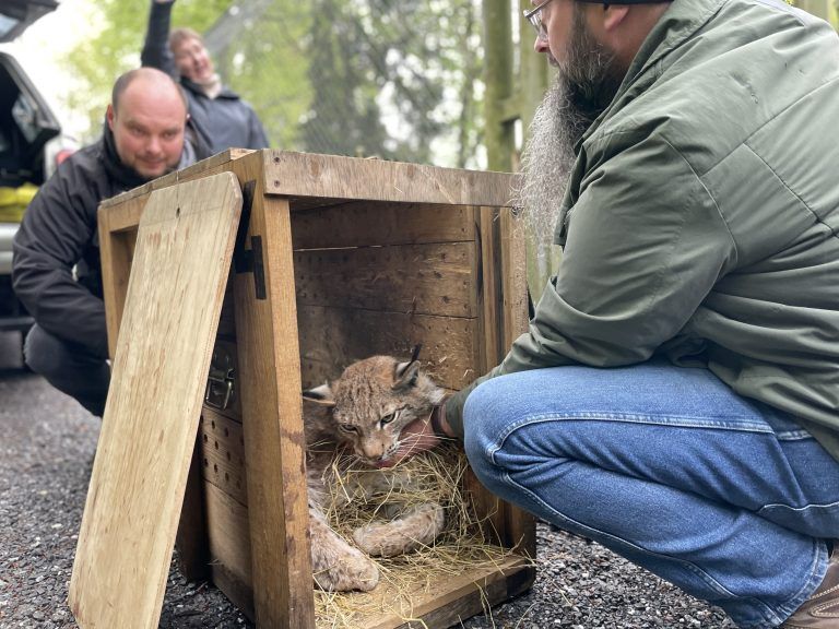 Luchsauswilderung Wildpark 2024