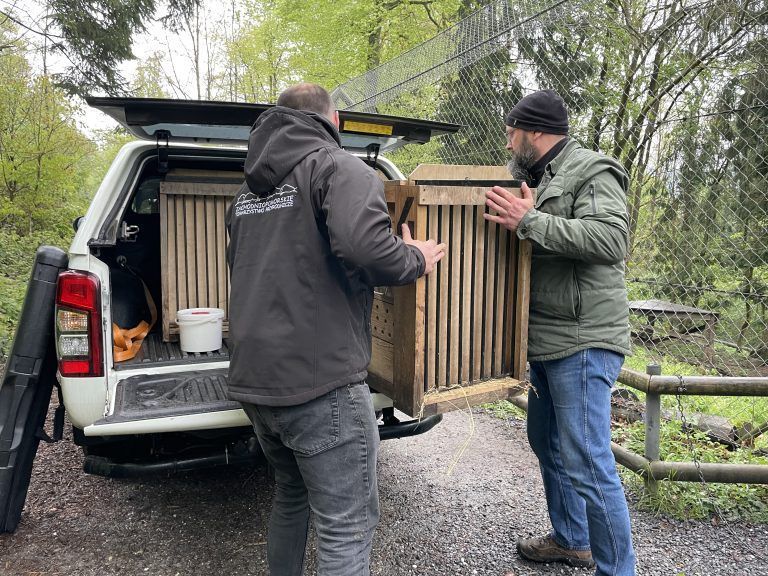 Luchsauswilderung Wildpark 2024