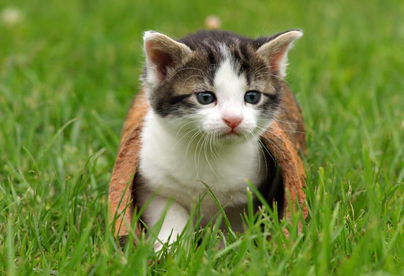 Zwei Katzen in Egg mit Luftdruckgewehr angeschossen