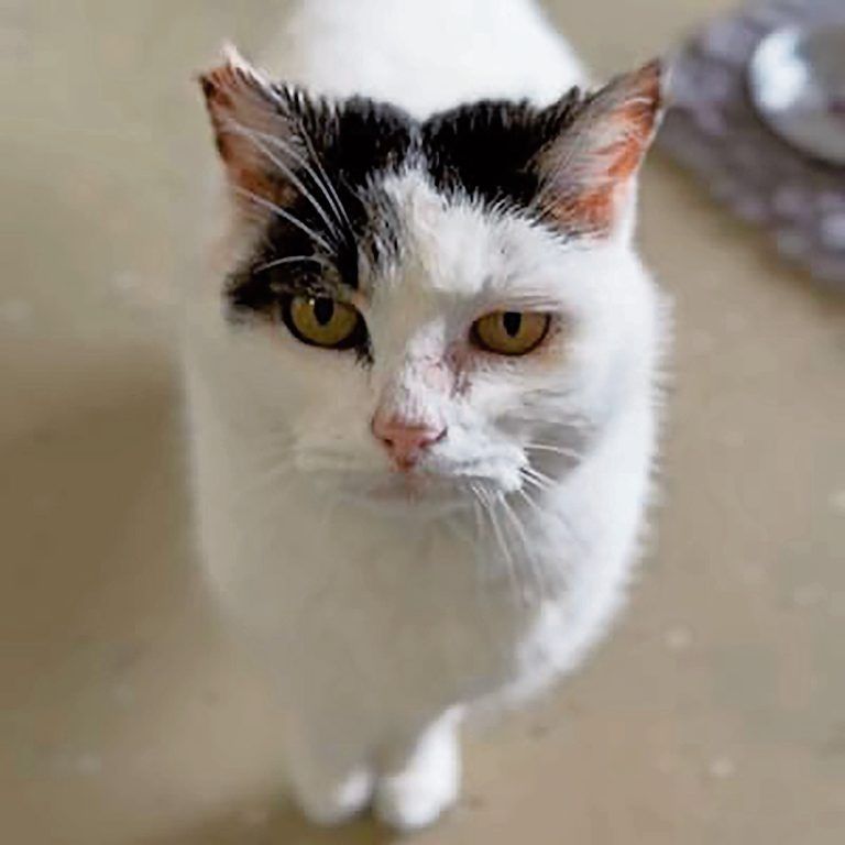 Bazora-Kater mit Happy End
