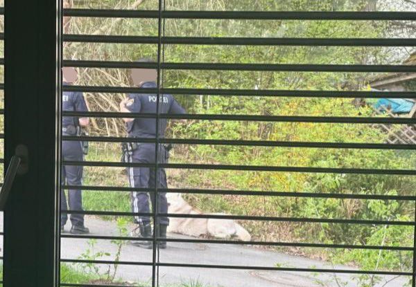 Nachbarin unter Schock: Husky zerfleischte Katze in Feldkirch
