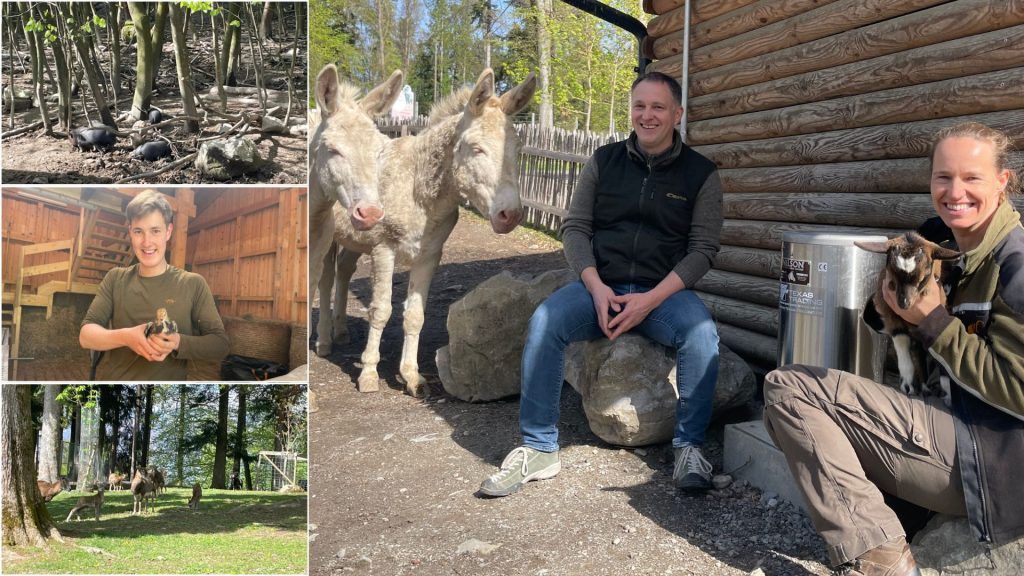 Frühlingszeit ist Nachwuchszeit im Wildpark Feldkirch