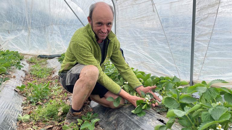 Beerenanbau Dornbirner Ried Beeren Winder Peter Winder Erdbeeren Spargel