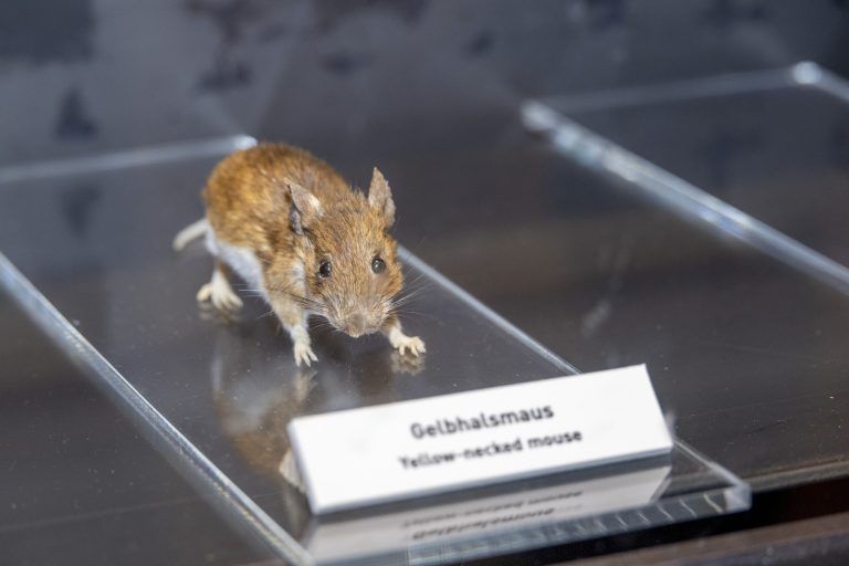 Vorarlbergerin des Tages: Elisbeth Ritter Elisabeth Ritter ist die neue Chefin der inatura-Fachberatung