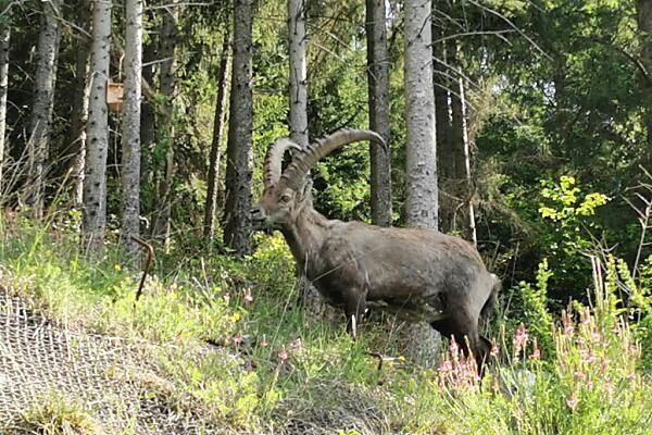 Steinbock stolzierte in Weiz tagelang durch Siedlung