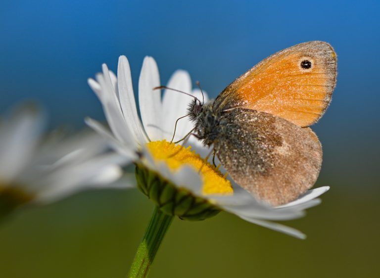 ABD0005_20220601 – SIEVERSDORF – DEUTSCHLAND: 31.05.2022, Brandenburg, Sieversdorf: Ein Schmetterling der Art Kleines Wiesenvgelchen (Coenonympha pamphilus) sitzt auf einer Blte der Magerwiesen-Margerite (Leucanthemum vulgare). Die Falter ruhen aber meist mit zusammengeklappten Flgeln, daher sieht man meist nur die Flgelunterseite und den schwarzen Augenfleck. Foto: Patrick Pleul/dpa +++ dpa-Bildfunk +++. – FOTO: APA/dpa/Patrick Pleul