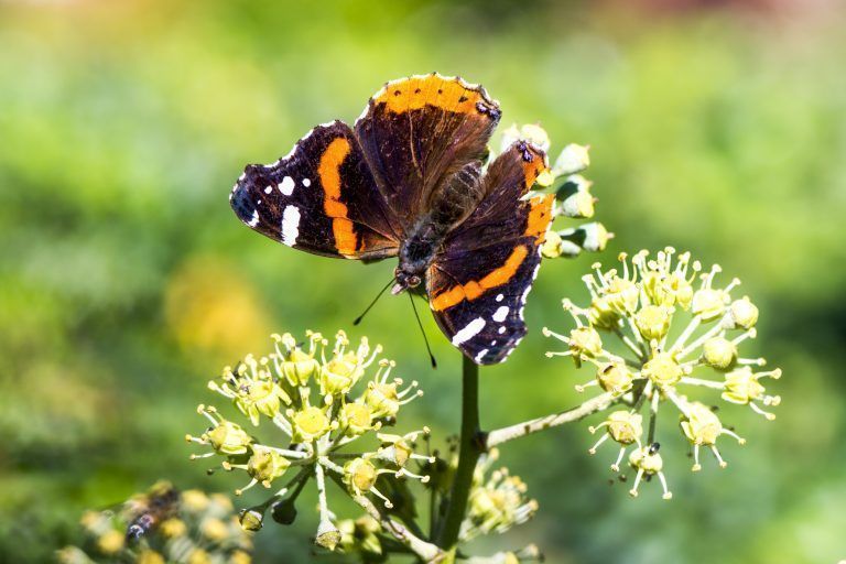 SCHWEIZ WETTER SCHMETTERLING