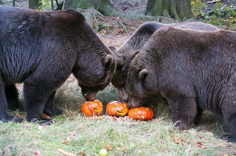 ABD0063_20151029 – ARBESBACH – STERREICH: ZU APA0183 VOM 29.10.2015 – Die drei zu Monatsbeginn aus dem stillgelegten Tierpark Enghagen bei Windischgarsten (Bezirk Kirchdorf a.d. Krems) bernommen Braunbren “genie§en” in Arbesbach im Waldviertel erstmals Halloween. Am Wochenende sind sie im Brenwald in der Gemeinde im Bezirk Zwettl noch einmal in dieser Saison zu sehen. Dann folgt […]