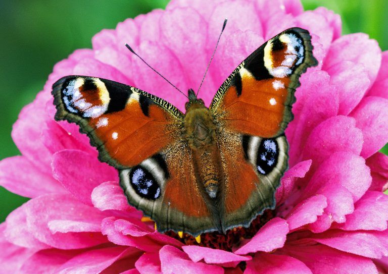 ABD0092_20220808 – NEUKIRCHEN – DEUTSCHLAND: 08.08.2022, Schleswig-Holstein, Neukirchen: Ein Tagpfauenaugen-Schmetterling (Aglais Inachis) saugt bei strahlendem Sonnenschein in einem Garten Nektar aus einer Blte. Foto: Axel Heimken/dpa +++ dpa-Bildfunk +++. – FOTO: APA/dpa/Axel Heimken