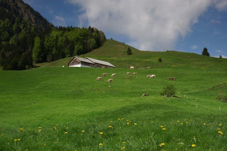 vdt christoph wirth landwirtshcaftsbauer heugala 2024 gewinner
