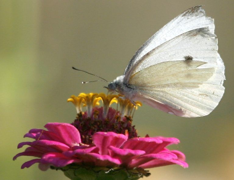 DEU BW Wetter Schmetterling