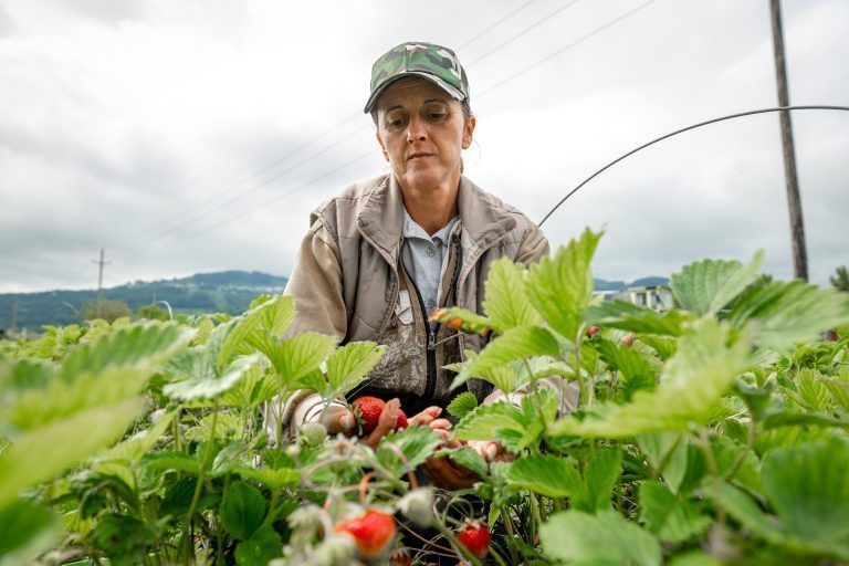 Erdbeersaison bei Karg gestartet, Wolfgang Karg,