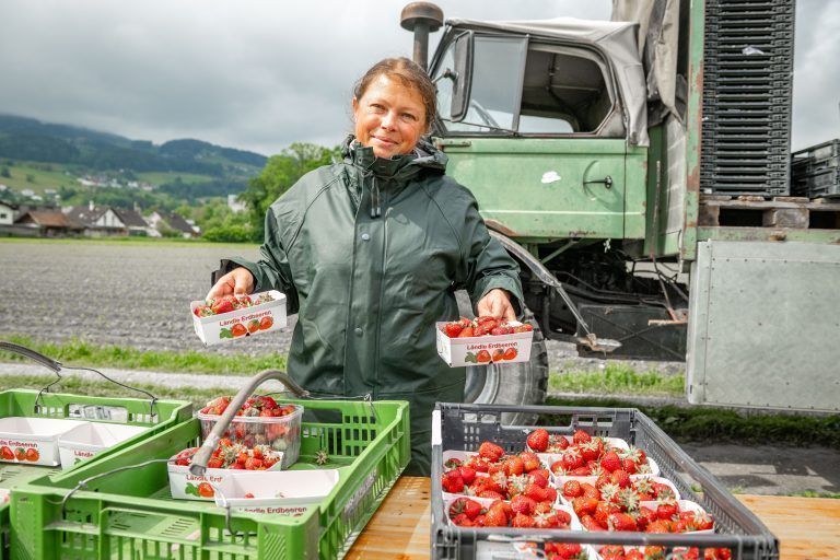 Erdbeersaison bei Karg gestartet, Wolfgang Karg,