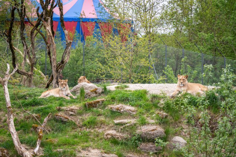 Walter Zoo, Tierpflegerin Janine mit Löwe Atlas, 