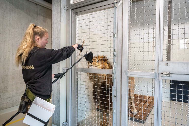 Walter Zoo, Tierpflegerin Janine mit Löwe Atlas, 