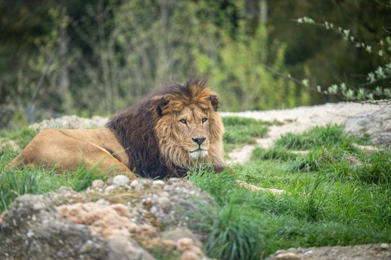 Walter Zoo, Tierpflegerin Janine mit Löwe Atlas, 