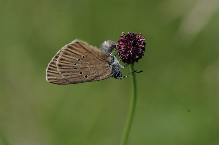 Tagfalter-Monitoring; Schmetterlinge; Zählung; Dunkler Wiesenknopf Ameisenbläuling