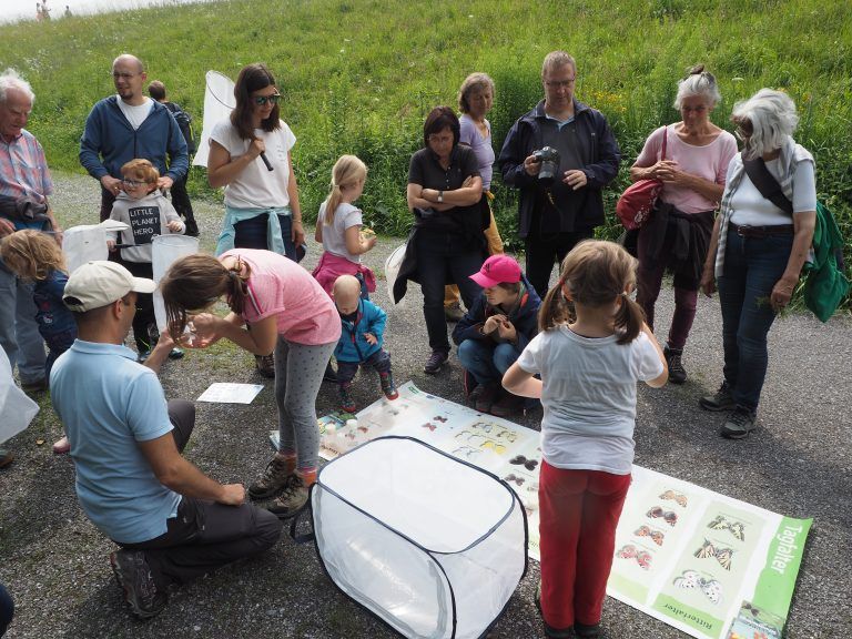 Tagfalter-Monitoring; Schmetterlinge; Zählung;