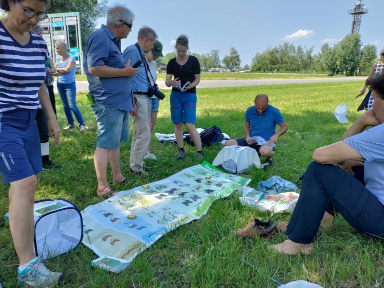 Tagfalter-Monitoring; Schmetterlinge; Zählung;