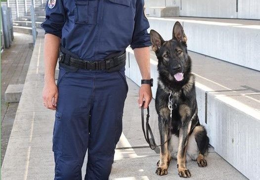 „Igor vom langen Elend“ erschnüffelte Tatwaffe