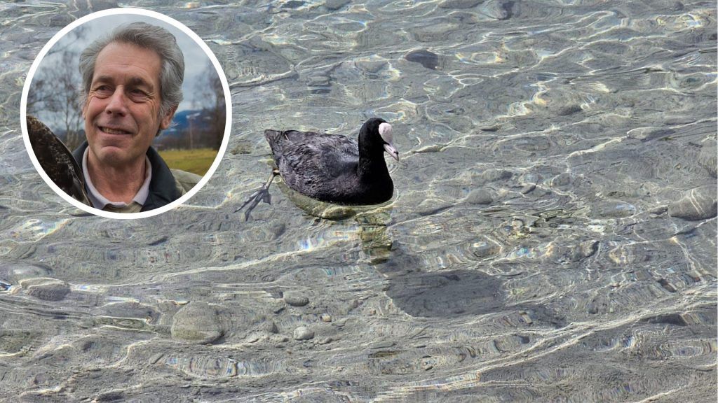 „Wer quält unsere Wasservögel?“