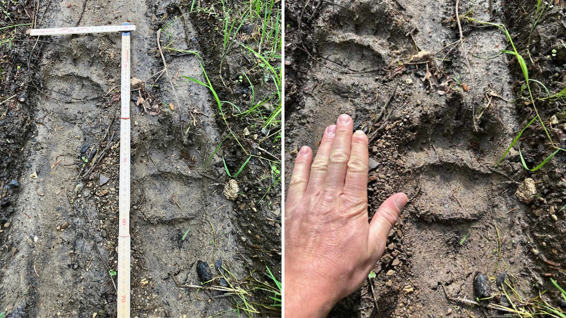 Ein Braunbär im Naherholungsgebiet bei Rankweil