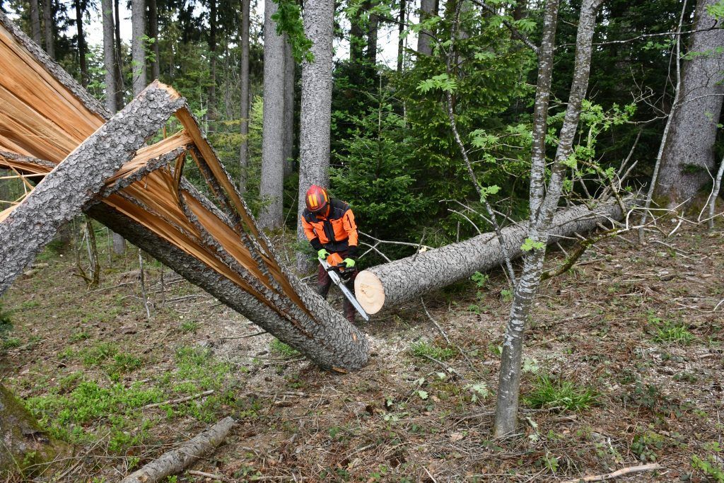 Deswegen muss der Wald gerade jetzt genau beobachtet werden