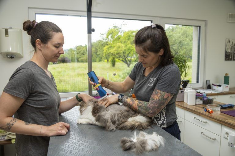 Besuch im Katzen und Hunde-Friseursalon Melanie