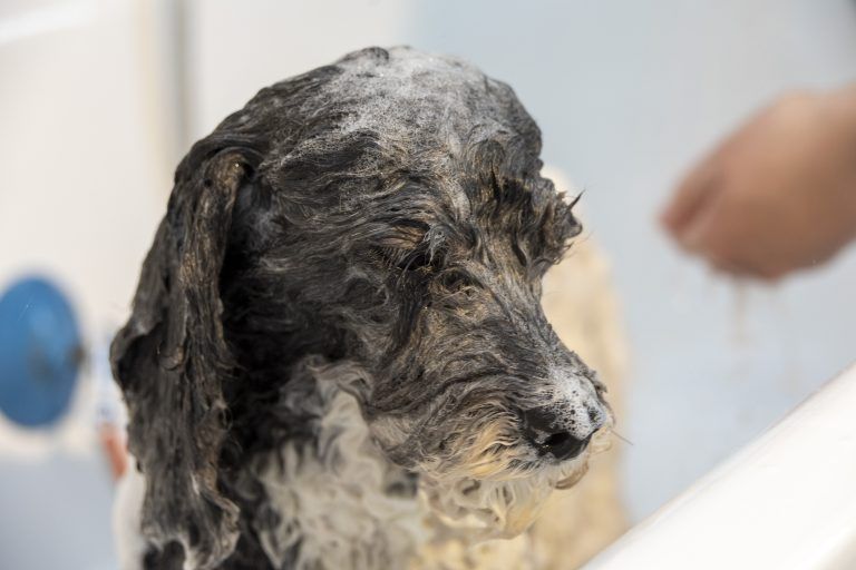 Besuch im Katzen und Hunde-Friseursalon Melanie