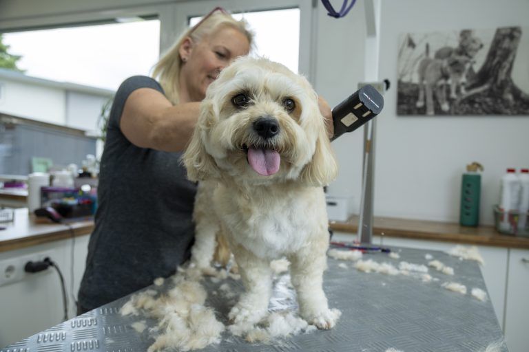 Besuch im Katzen und Hunde-Friseursalon Melanie
