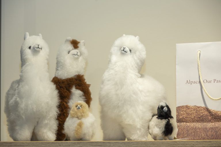 Alpaka-Geschäft Messepark Stefan Matt (Hoamat G’fühl Alpakas) eröffnet Geschäft am Samstag