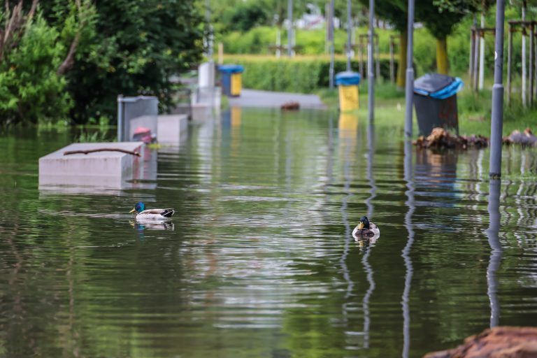 hochwasser bregenz