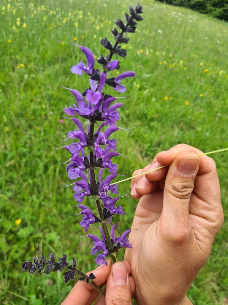 Wanderführung, Wanderführerin, Kräuterwanderung, Stefanie Peiker, Montafon, Rellseck