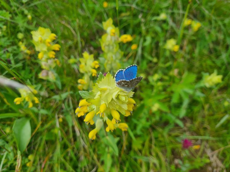 Wanderführung, Wanderführerin, Kräuterwanderung, Stefanie Peiker, Montafon, Rellseck