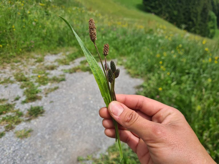 Wanderführung, Wanderführerin, Kräuterwanderung, Stefanie Peiker, Montafon, Rellseck