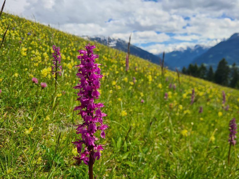 Wanderführung, Wanderführerin, Kräuterwanderung, Stefanie Peiker, Montafon, Rellseck