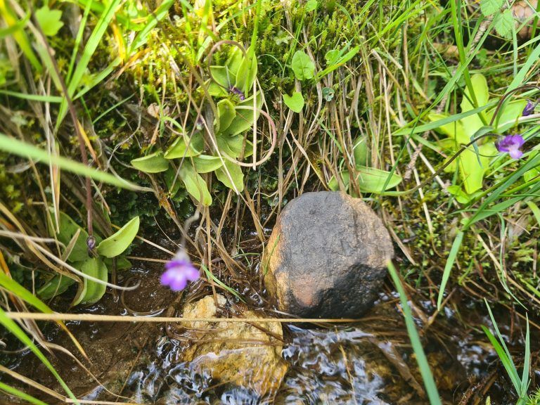 Wanderführung, Wanderführerin, Kräuterwanderung, Stefanie Peiker, Montafon, Rellseck