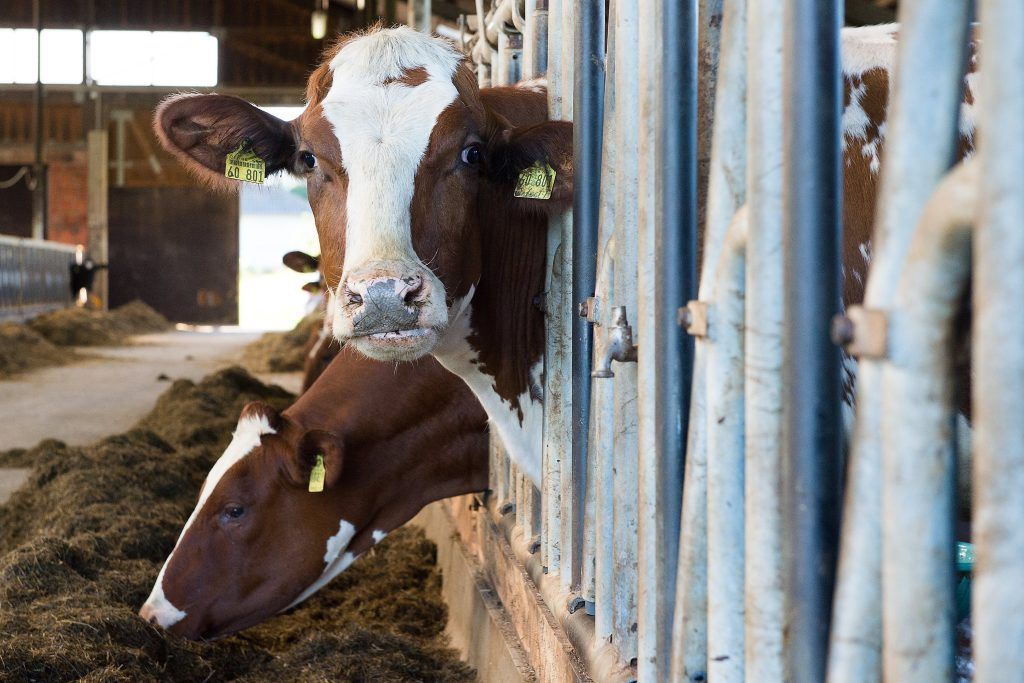 Tierärzte: Es droht ein Totalausfall