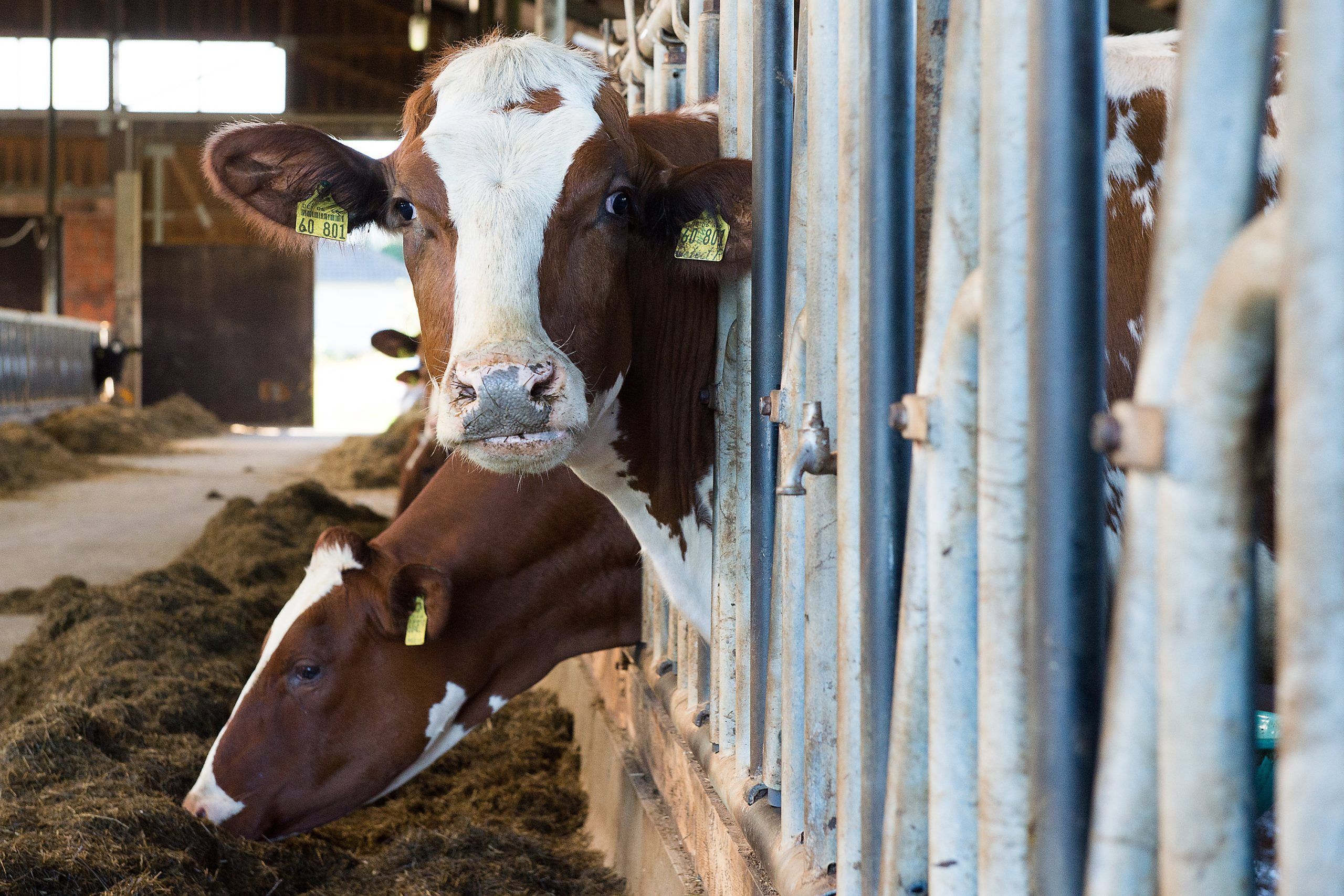 ABD0004_20160823 – Khe stehen am 17.08.2016 in Frankenau-Ellershausen (Kreis Waldeck-Frankenberg, Hessen) in einem Stall des Milch- und Zuchtviehbetrieb Garthe-Metz. Foto: Swen Pfrtner/dpa (zu dpa vom 23.08.2016: Eine Kuh als ÇPrinzessin auf der ErbseÈ – Wellness im Stall) +++(c) dpa – Bildfunk+++