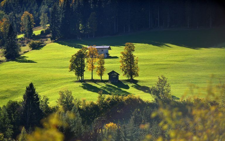 ABD0096_20151005 – EBEN/PONGAU – STERREICH: THEMENBILD – Eine Weide in sonnigem, herbstlichem Licht am Montag, 5. Oktober 2015 in Eben im Pongau. – FOTO: APA/BARBARA GINDL