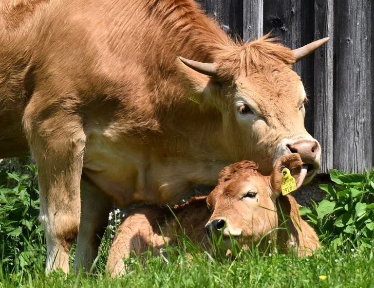 ABD0117_20230603 – ALTAUSSEE – STERREICH: ++ THEMENBILD ++ Eine Kuh mit einem Kalb auf der Blaa Alm im Ausseerland-Salzkammergut am Samstag, 3. Juni 2023. – FOTO: APA/BARBARA GINDL