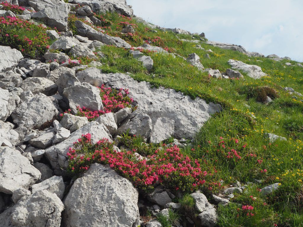 Zwischen Mohnenfluh und Braunarlspitze