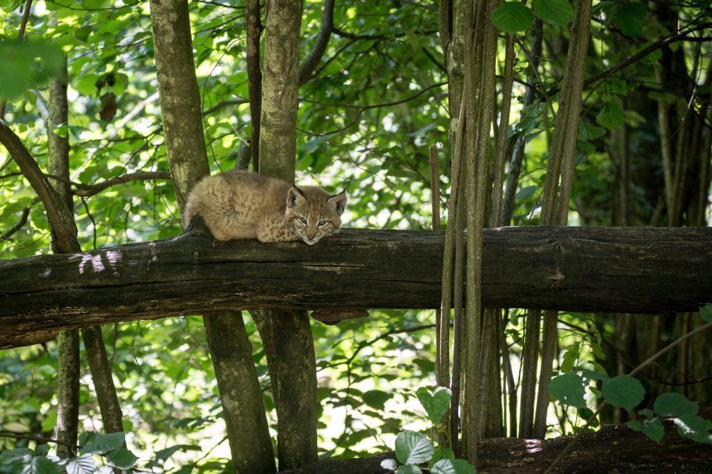 So geht es den Luchsdrillingen im Wildpark